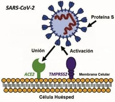 Mecanismo de entrada del virus SARS-CoV-2.