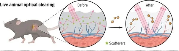 Efecto de la tartrazina en la dispersión de la luz en los tejidos del ratón.