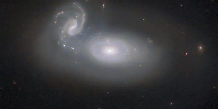 Previously the Hubble Picture of the Week series has featured a jewel in the queen’s hair — a spiral galaxy in the constellation Coma Berenices, named for the hair of the historical Egyptian queen. However, that galaxy is only one of many known in this constellation. This week’s new image from the NASA/ESA Hubble Space Telescope depicts the cosmic tangle that is MCG+05-31-045, a pair of interacting galaxies located 390 million light-years away and a part of the so-called Coma galaxy cluster. The Coma cluster is a particularly rich cluster and contains over a thousand known galaxies. Several can be easily seen with amateur telescopes. Most of them are elliptical galaxies, and that’s typical of a dense galaxy cluster like the Coma cluster: many elliptical galaxies are formed in close encounters between galaxies that stir them up, or even collisions that rip them apart. While the stars in the interacting galaxies can stay together, the gas in the galaxies is a different story — it’s twisted and compressed by gravitational forces, and rapidly used up to form new stars. When the hot, massive, blue stars die, there is little gas left to replace them with new generations of young stars. For interacting spiral galaxies, the regular orbits that produce their striking spiral arms are also disrupted. Whether through mergers or simple near misses, the result is a galaxy almost devoid of gas, with ageing stars orbiting in uncoordinated circles: an elliptical galaxy. It’s very likely that a similar fate will befall MCG+05-31-045. As the smaller spiral galaxy is torn up and integrated into the larger galaxy, many new stars will form, and the hot, blue ones will quickly burn out, leaving cooler, redder stars behind in an elliptical galaxy much like the others in the Coma cluster. But this process won’t be complete for many millions of years — until then, Queen Berenice II will have to suffer the knots in her hair! [Image Description: In the centre is a large, oval