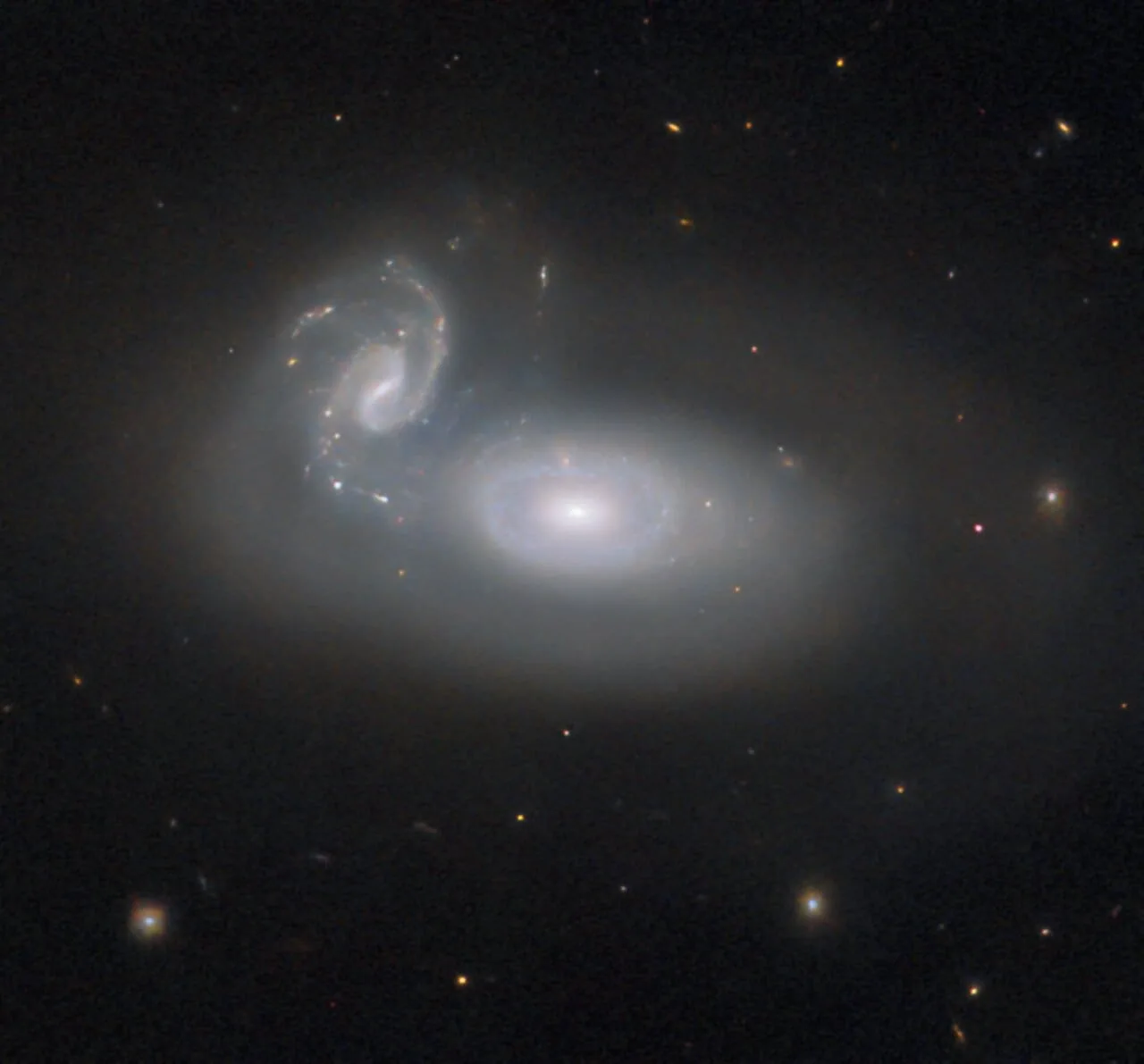 Previously the Hubble Picture of the Week series has featured a jewel in the queen’s hair — a spiral galaxy in the constellation Coma Berenices, named for the hair of the historical Egyptian queen. However, that galaxy is only one of many known in this constellation. This week’s new image from the NASA/ESA Hubble Space Telescope depicts the cosmic tangle that is MCG+05-31-045, a pair of interacting galaxies located 390 million light-years away and a part of the so-called Coma galaxy cluster. The Coma cluster is a particularly rich cluster and contains over a thousand known galaxies. Several can be easily seen with amateur telescopes. Most of them are elliptical galaxies, and that’s typical of a dense galaxy cluster like the Coma cluster: many elliptical galaxies are formed in close encounters between galaxies that stir them up, or even collisions that rip them apart. While the stars in the interacting galaxies can stay together, the gas in the galaxies is a different story — it’s twisted and compressed by gravitational forces, and rapidly used up to form new stars. When the hot, massive, blue stars die, there is little gas left to replace them with new generations of young stars. For interacting spiral galaxies, the regular orbits that produce their striking spiral arms are also disrupted. Whether through mergers or simple near misses, the result is a galaxy almost devoid of gas, with ageing stars orbiting in uncoordinated circles: an elliptical galaxy. It’s very likely that a similar fate will befall MCG+05-31-045. As the smaller spiral galaxy is torn up and integrated into the larger galaxy, many new stars will form, and the hot, blue ones will quickly burn out, leaving cooler, redder stars behind in an elliptical galaxy much like the others in the Coma cluster. But this process won’t be complete for many millions of years — until then, Queen Berenice II will have to suffer the knots in her hair! [Image Description: In the centre is a large, oval