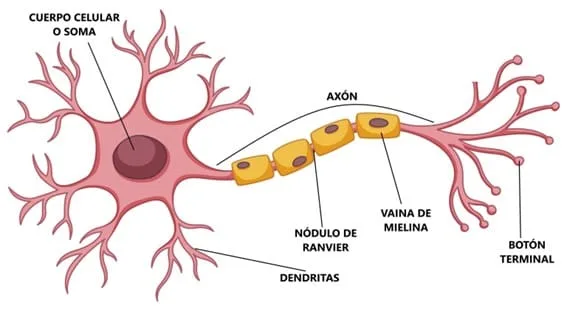 Esquema de las partes de una neurona.