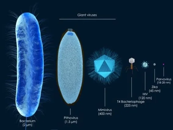 Comparación en escala de una bacteria (primera imagen a la izquierda) con virus gigante (segunda imagen a la izquierda) y otros virus.