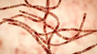 Bacteria del antrax.