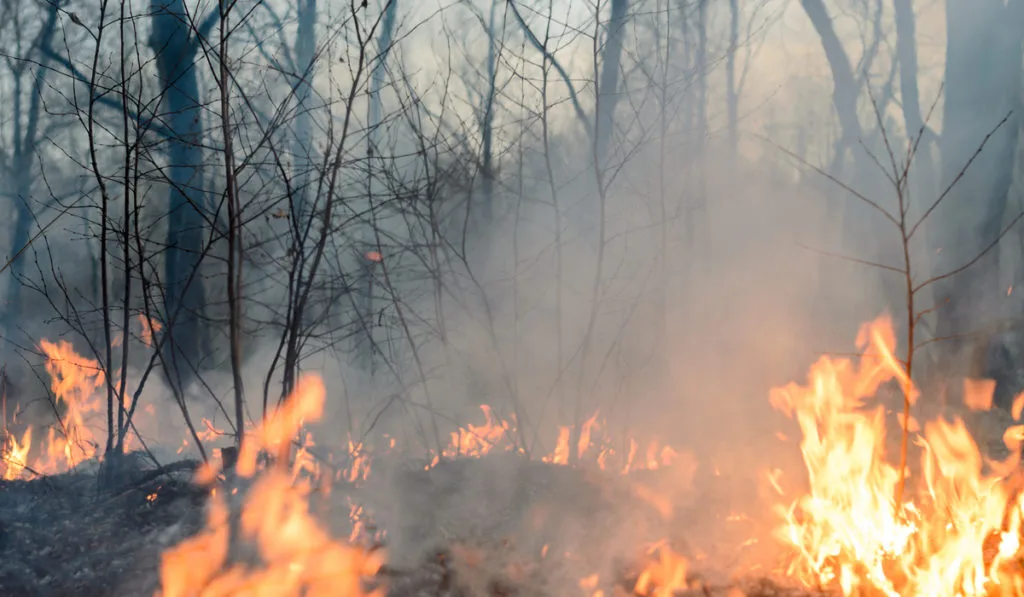 Incendio