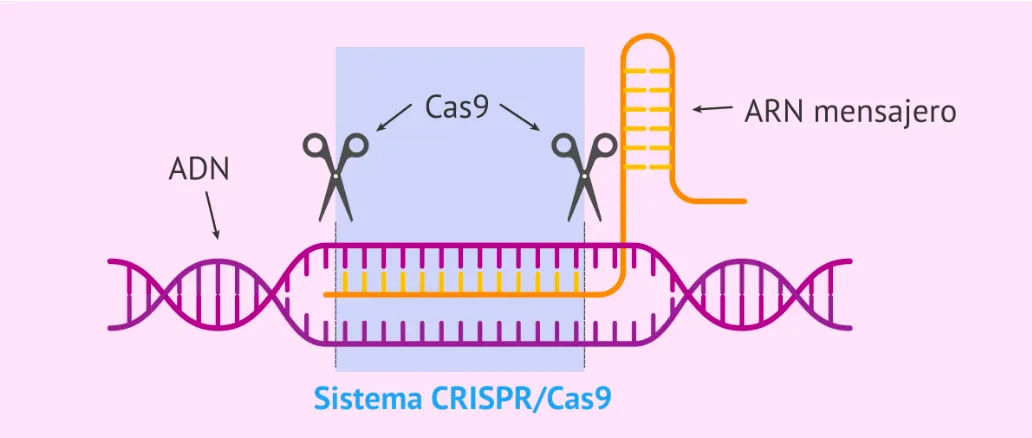 Esquema del sistema CRISPR/Cas9.