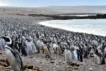 Pinguinos CONICET
