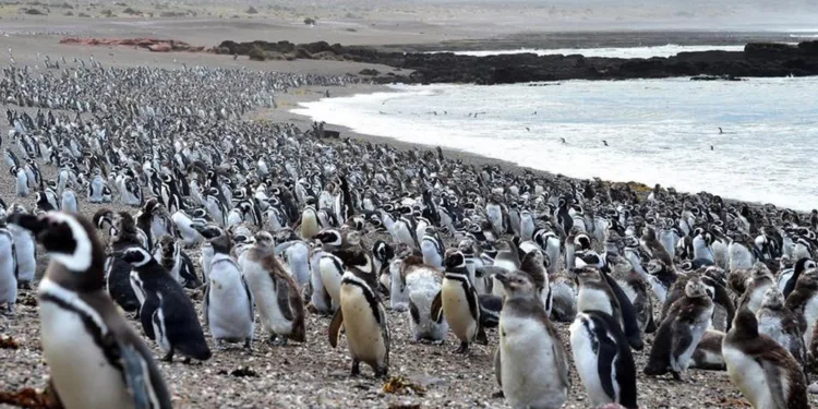 Pinguinos CONICET