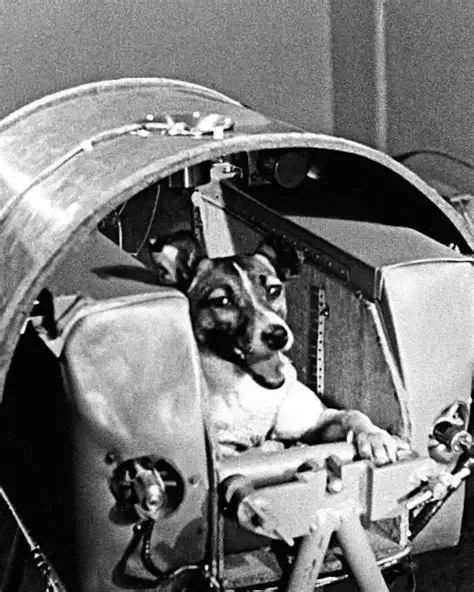 Un 3 de noviembre de 1957 la perra soviética Laika viajó al espacio.