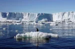 Imágenes satélitales muestran que la Antártida retrocedió 13.000 metros cuadrados de hielo anclado y reaviva la alerta por el nivel del mar.