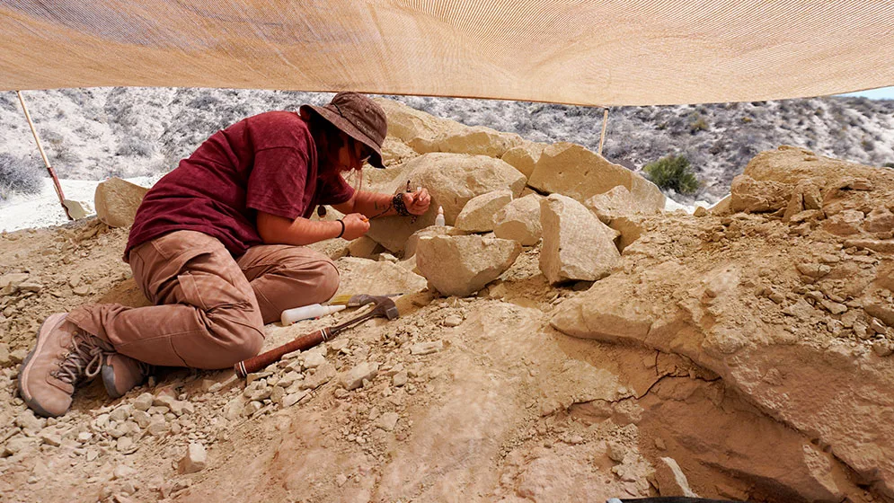 La técnica Ana Moreno Rodríguez buscando fósiles en la excavación de Paleoteius. Crédito: CONICET.