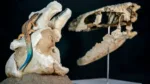 Reconstrucción en vida del Paqueleoteius, el reptil de 70 millones de años que hallaron los científicos del CONICET, por el artista Lautaro Rodríguez Blanco. Crédito: CONICET.