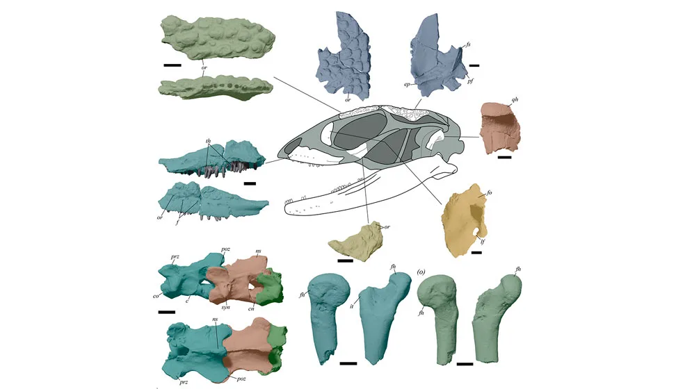 Restos de cráneo y parte del esqueleto de Paleoteius, el reptil patagónico de la era de los dinosaurios.