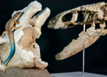 Reconstrucción en vida del Paqueleoteius, el reptil de 70 millones de años que hallaron los científicos del CONICET, por el artista Lautaro Rodríguez Blanco. Crédito: CONICET.