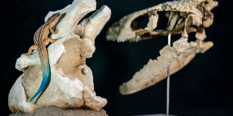 Reconstrucción en vida del Paqueleoteius, el reptil de 70 millones de años que hallaron los científicos del CONICET, por el artista Lautaro Rodríguez Blanco. Crédito: CONICET.