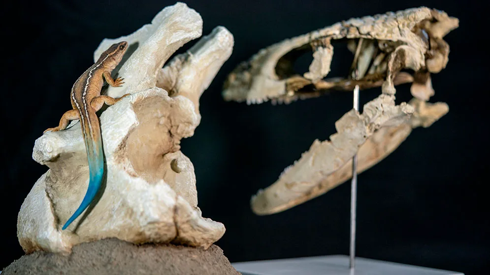 Reconstrucción en vida del Paqueleoteius, el reptil de 70 millones de años que hallaron los científicos del CONICET, por el artista Lautaro Rodríguez Blanco. Crédito: CONICET.