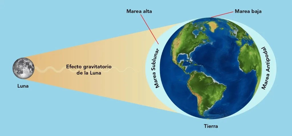 Efecto gravitatorio de la Luna en las mareas de la Tierra.