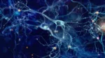 El CONICET podría poner fin al Alzheimer: el tratamiento de 40Hz que está limpiando cerebros