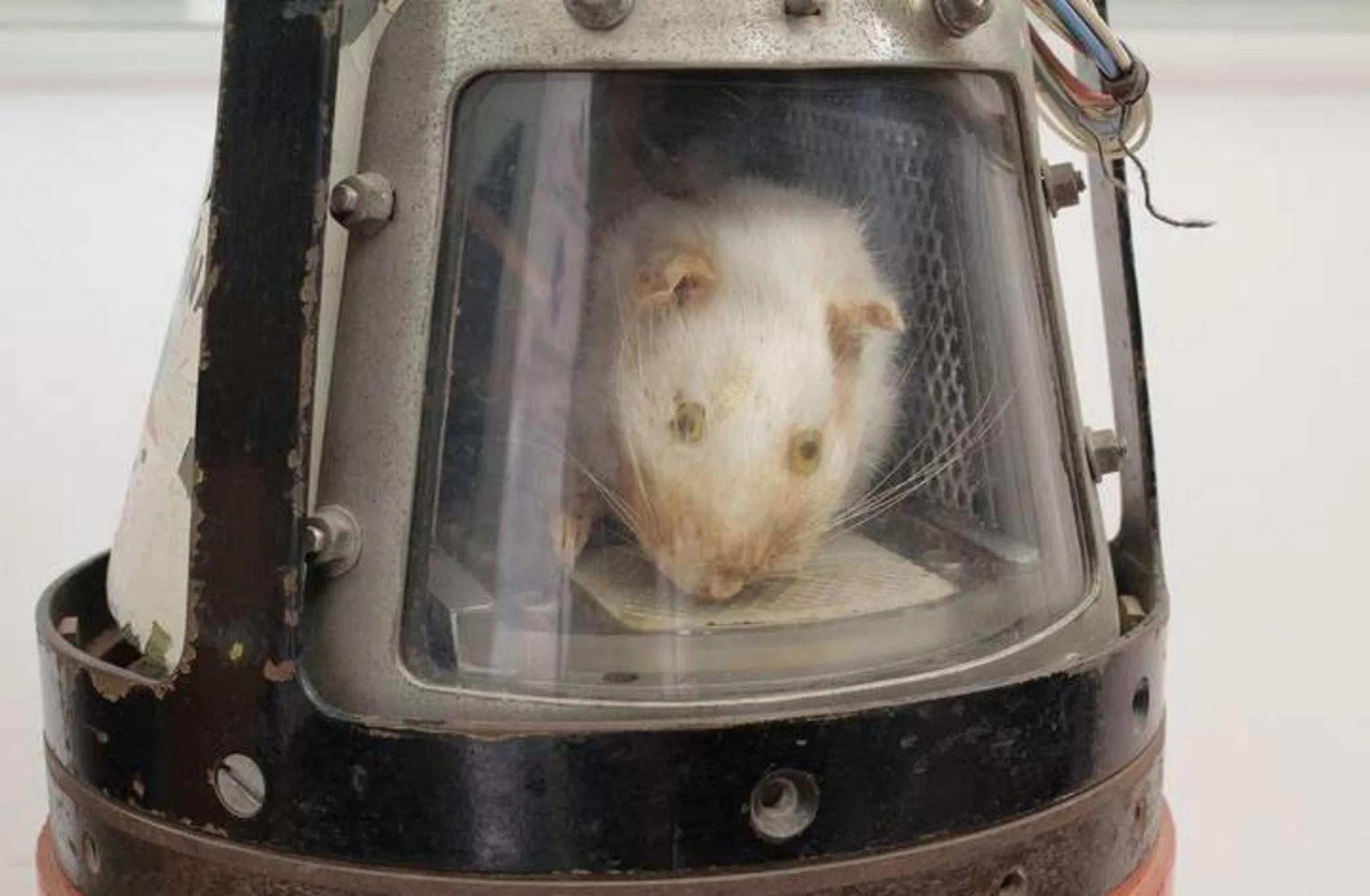 El ratón Belisario embalsamado en la misma cápsula donde viajó para el proyecto BIO de Argentina.