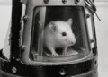 Imagen del ratón Belisario, el primer ser vivo lanzado a un vuelo suborbital por Argentina. ratón belisario