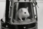 Imagen del ratón Belisario, el primer ser vivo lanzado a un vuelo suborbital por Argentina. ratón belisario