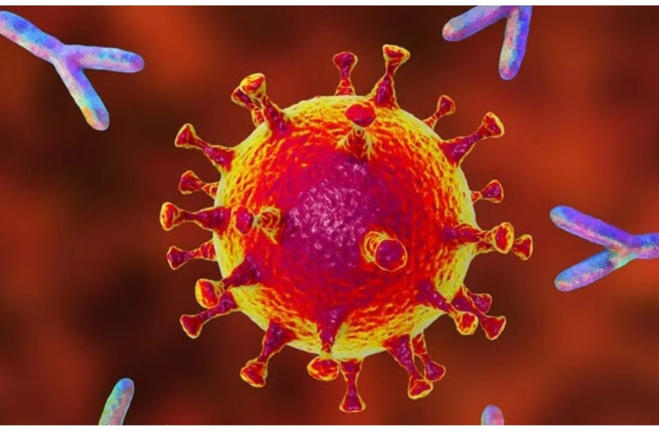 Imagen ilustrativa de anticuerpos monoclonales (en azul) atacando una célula maligna (en rojo). Milstein anticuerpo