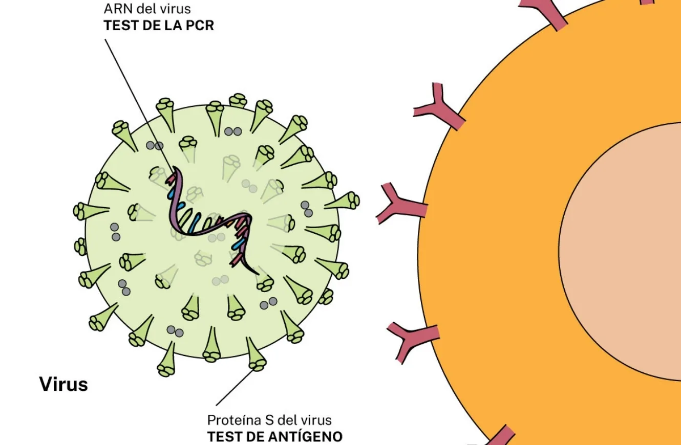 Esquema del sistema de reconocimiento virus célula. En verde, el virus COVID contiene en su superficie el antígeno de la proteína Spike, que es reconocido por la célula de defensa del sistema inmune, en naranja. vacuna universal
