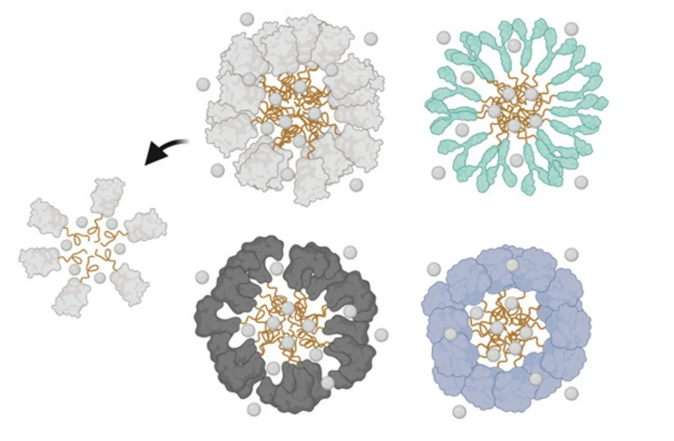 Imagen de distintas nanopartículas proteicas para las vacunas universales.