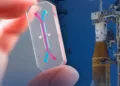 Microchip elaborado por Wyss Institute de Harvard University que tiene como objetivo la recopilación de datos biológicos en la misión Artemisa II de la NASA. Crédito: NASA. AVATAR Artemisa II