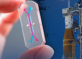 Microchip elaborado por Wyss Institute de Harvard University que tiene como objetivo la recopilación de datos biológicos en la misión Artemisa II de la NASA. Crédito: NASA. AVATAR Artemisa II