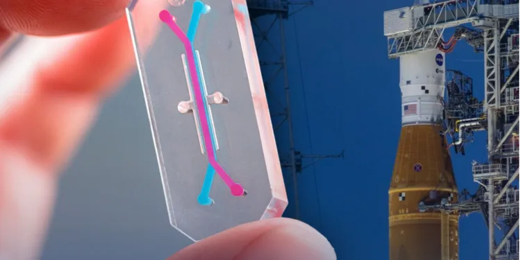 Microchip elaborado por Wyss Institute de Harvard University que tiene como objetivo la recopilación de datos biológicos en la misión Artemisa II de la NASA. Crédito: NASA. AVATAR Artemisa II