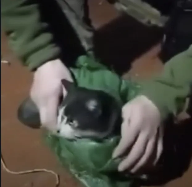 Captura de video del rescate de un perro y un gato con un dron por parte de la FF.AA de Ucrania. Crédito: Uanimals vía IG