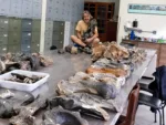 Fotografía del investigador del CONICET François Pujos, junto a ejemplares de perezosos gigantes de Brasil.