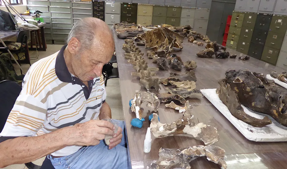 Fotografía del paleontólogo Castor Cartelle, curador del Museo de Historia Natural de Minas Gerais, descubridor de los nuevos restos de Ocnotherium giganteum, durante su estudio.