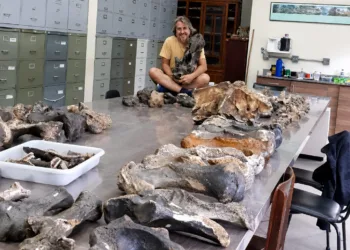 Fotografía del investigador del CONICET François Pujos, junto a ejemplares de perezosos gigantes de Brasil.