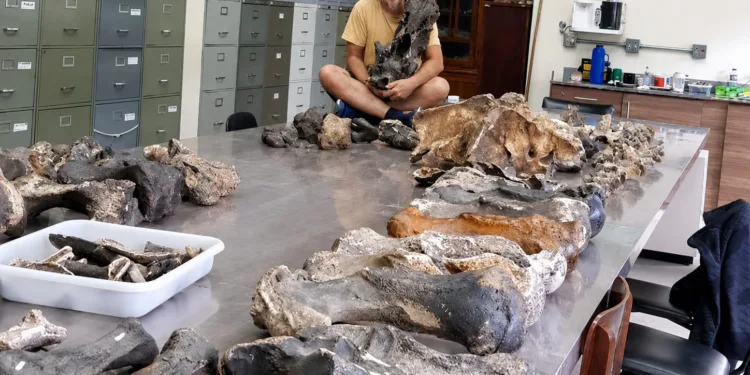 Fotografía del investigador del CONICET François Pujos, junto a ejemplares de perezosos gigantes de Brasil.