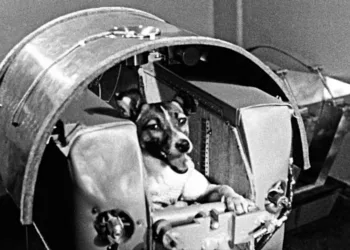 Los animales que viajaron al espacio y sentaron las bases para la exploración espacial tripulada.