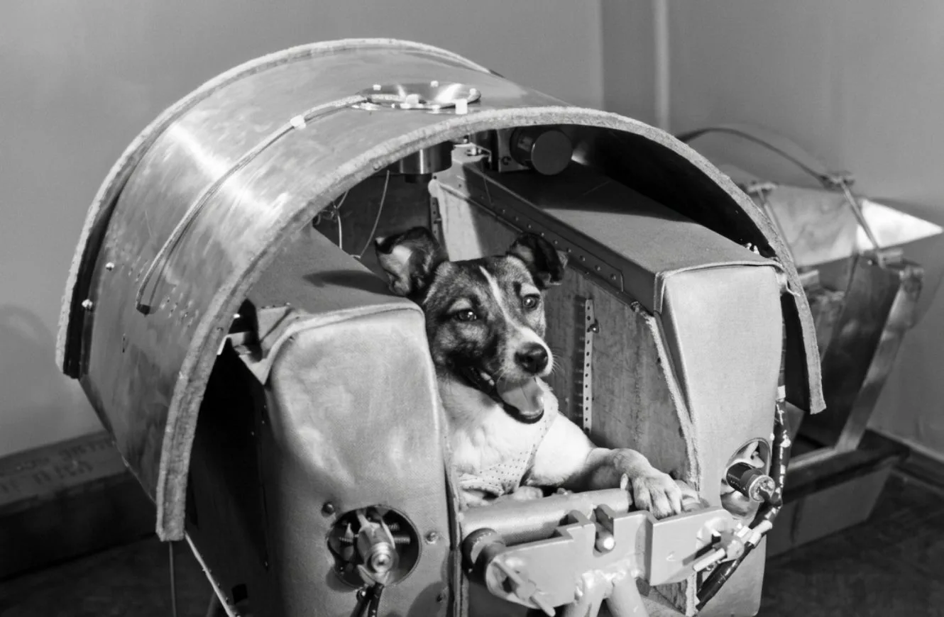 Laika la perra soviética y el primer animal en orbitar la Tierra.