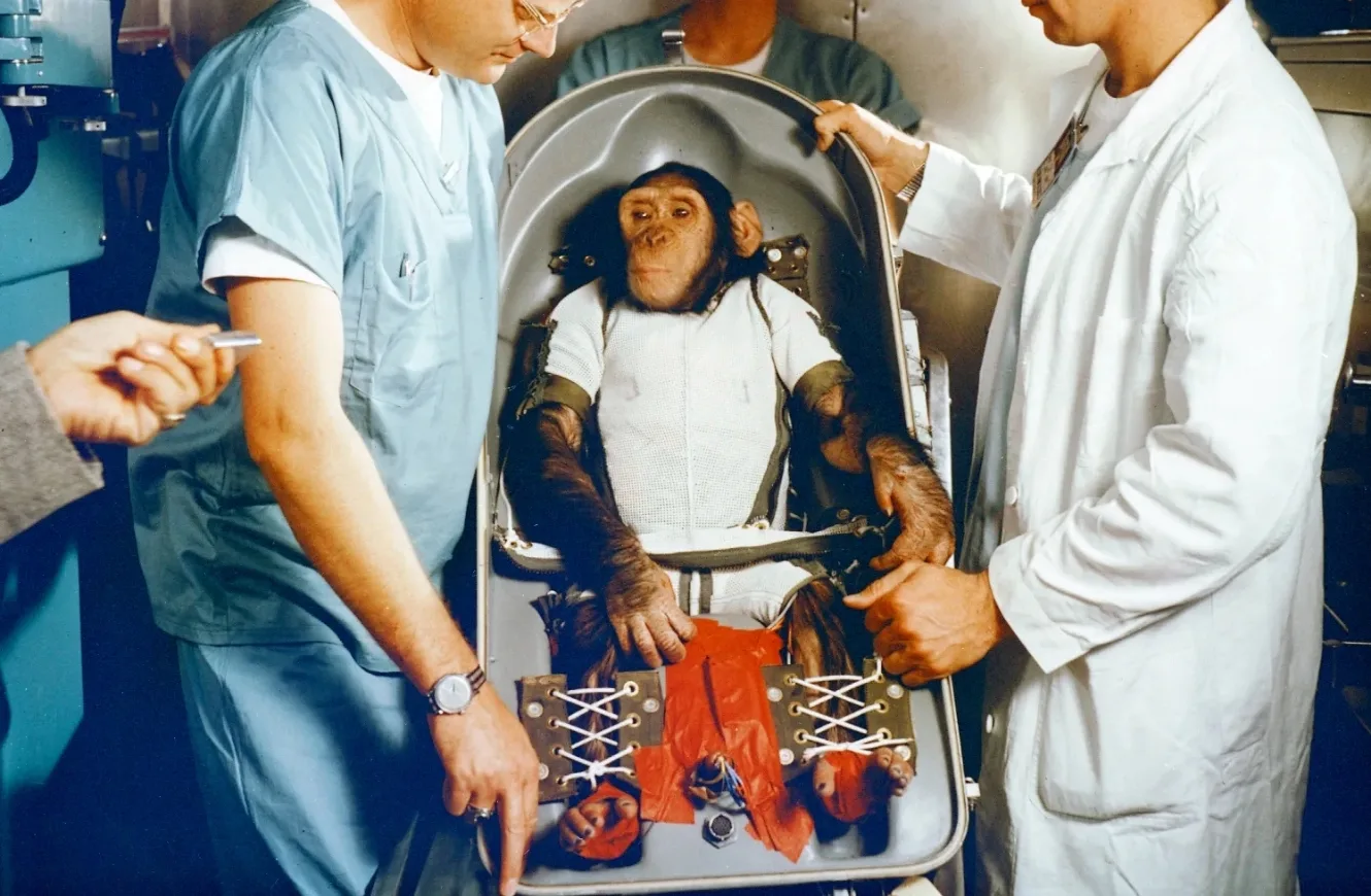Ham, un chimpancé de tres años, se encuentra sentado en el asiento del biopack para el vuelo de prueba suborbital Mercury-Redstone 2 (MR-2).Créditos: NASA. animales en el espacio