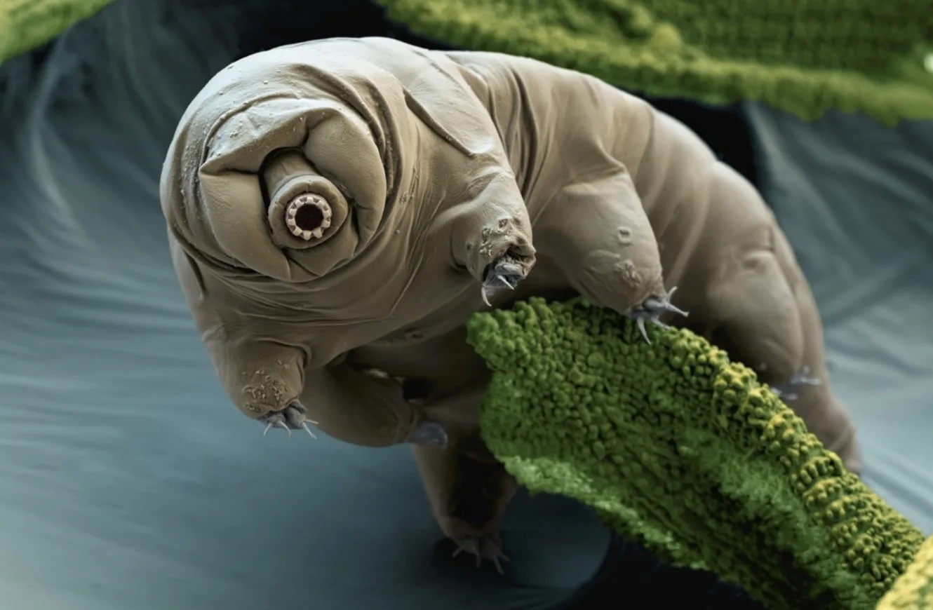Imagen de un tardígrado u oso de agua, organismo extremófilo que puede sobrevivir en el espacio. panspermia