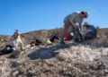 Científicos argentinos descubren en Talampaya un dinosaurio depredador que vivió hace 237 millones de años.
