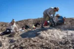 Científicos argentinos descubren en Talampaya un dinosaurio depredador que vivió hace 237 millones de años.