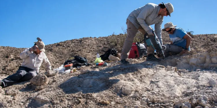 Científicos argentinos descubren en Talampaya un dinosaurio depredador que vivió hace 237 millones de años.