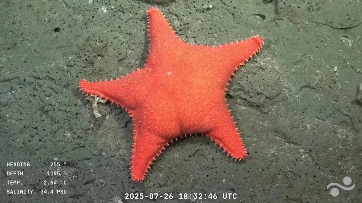 En 2025, el CONICET y el Schmidt Ocean Institute llevaron a cabo la investigación "Talud Continental IV: Oasis Submarinos del Cañón de Mar del Plata".