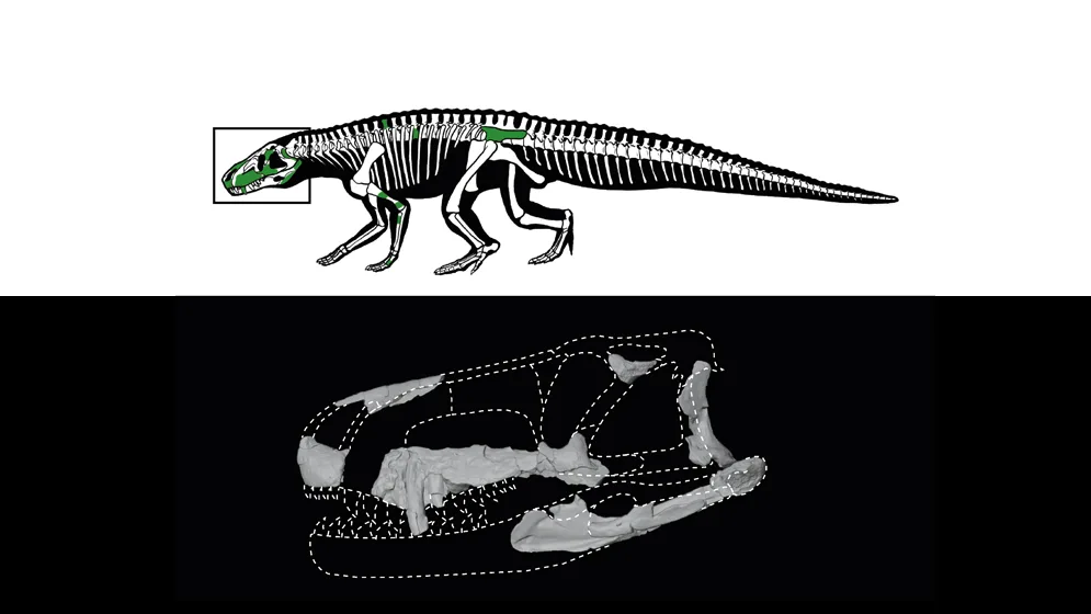 Reconstrucción de la ubicación de los huesos del cráneo y la cadera hallados.