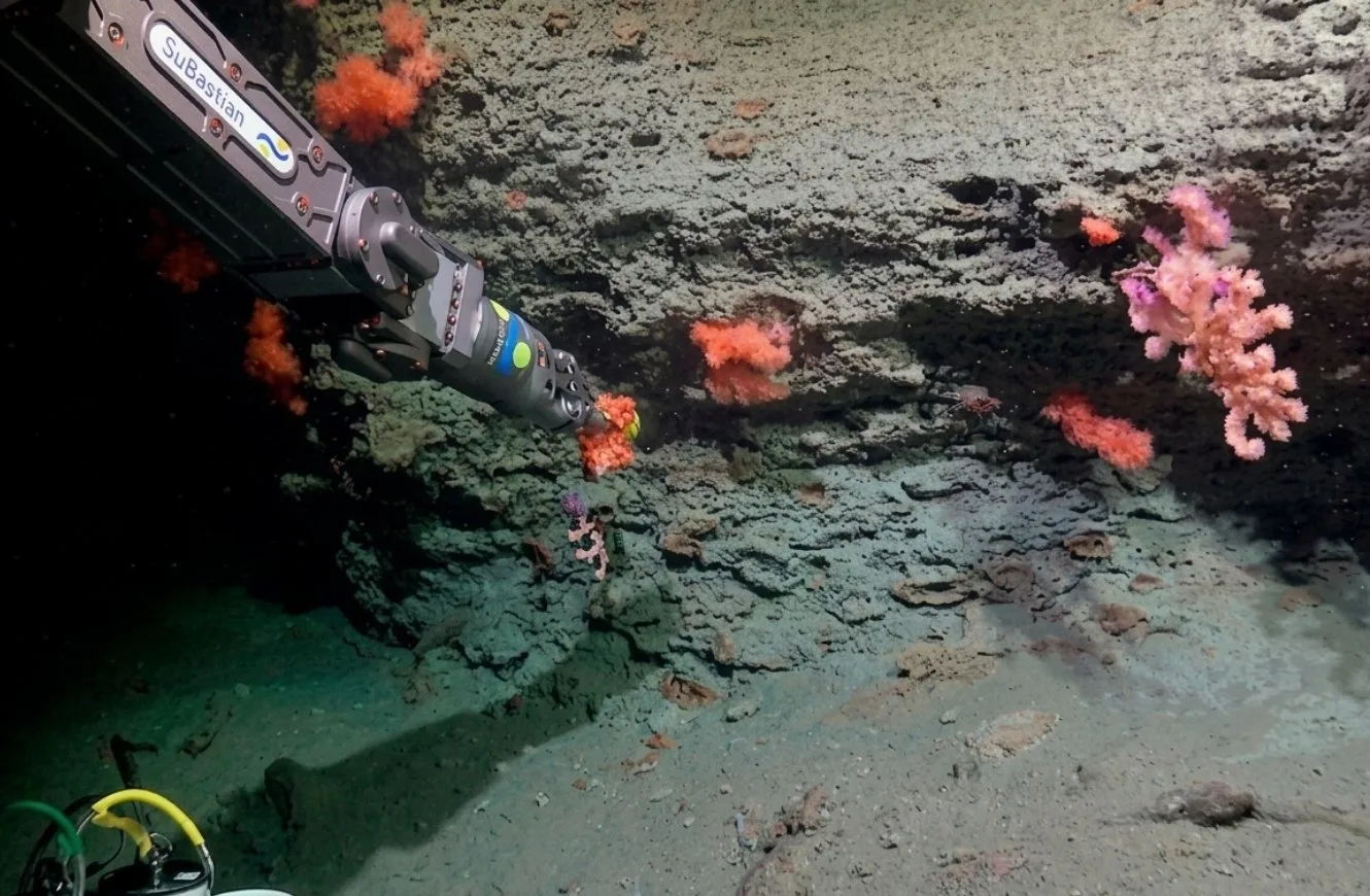 Imagen de los brazos robóticos del Vehículo Operado Remotamente (ROV) SuBastian, el cual permite la observación directa de las estructuras de los cañones.