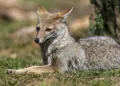 Argentina prepara un monitoreo nacional de mamíferos silvestres con cámaras trampa.
