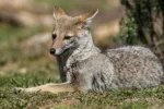 Argentina prepara un monitoreo nacional de mamíferos silvestres con cámaras trampa.