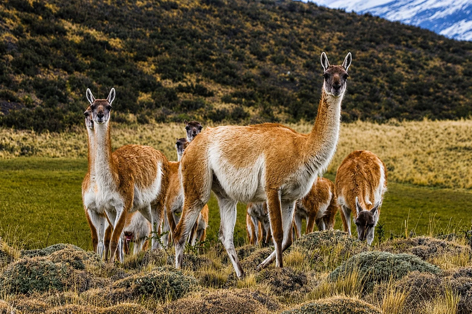 Argentina prepara un monitoreo nacional de mamíferos silvestres con cámaras trampa.