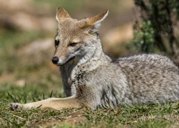 Argentina prepara un monitoreo nacional de mamíferos silvestres con cámaras trampa.