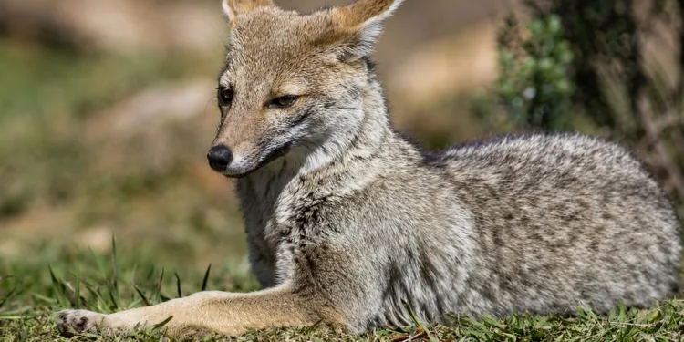 Argentina prepara un monitoreo nacional de mamíferos silvestres con cámaras trampa.